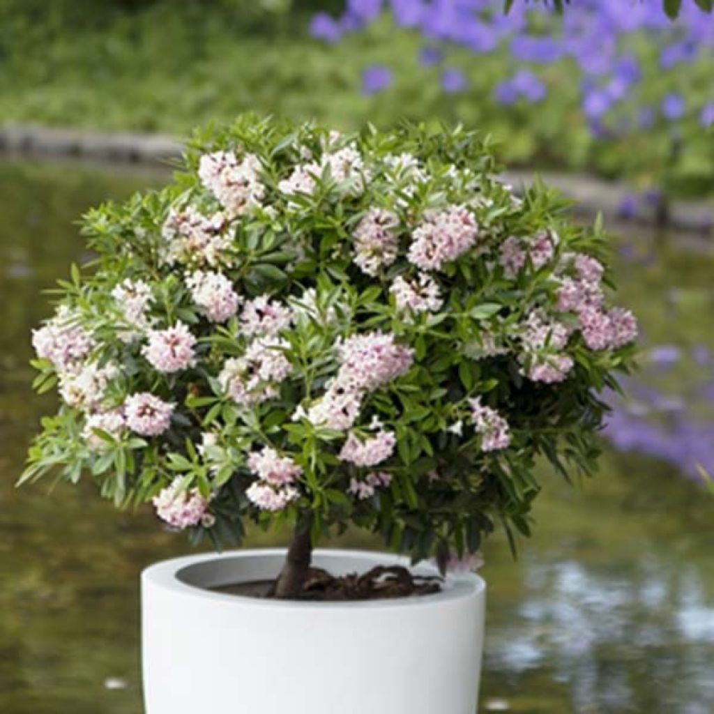 Rhododendron INKARHO Bloombux