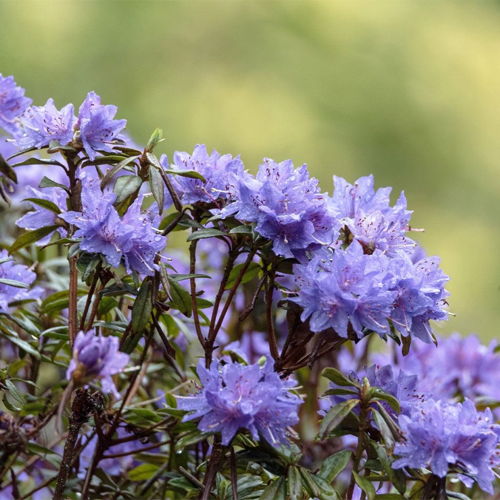 Rhododendron x impeditum Blue Tit