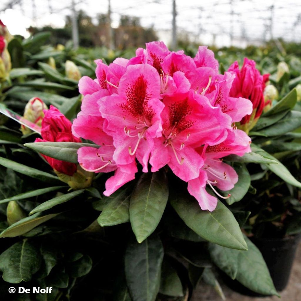 Rhododendron Cosmopolitan