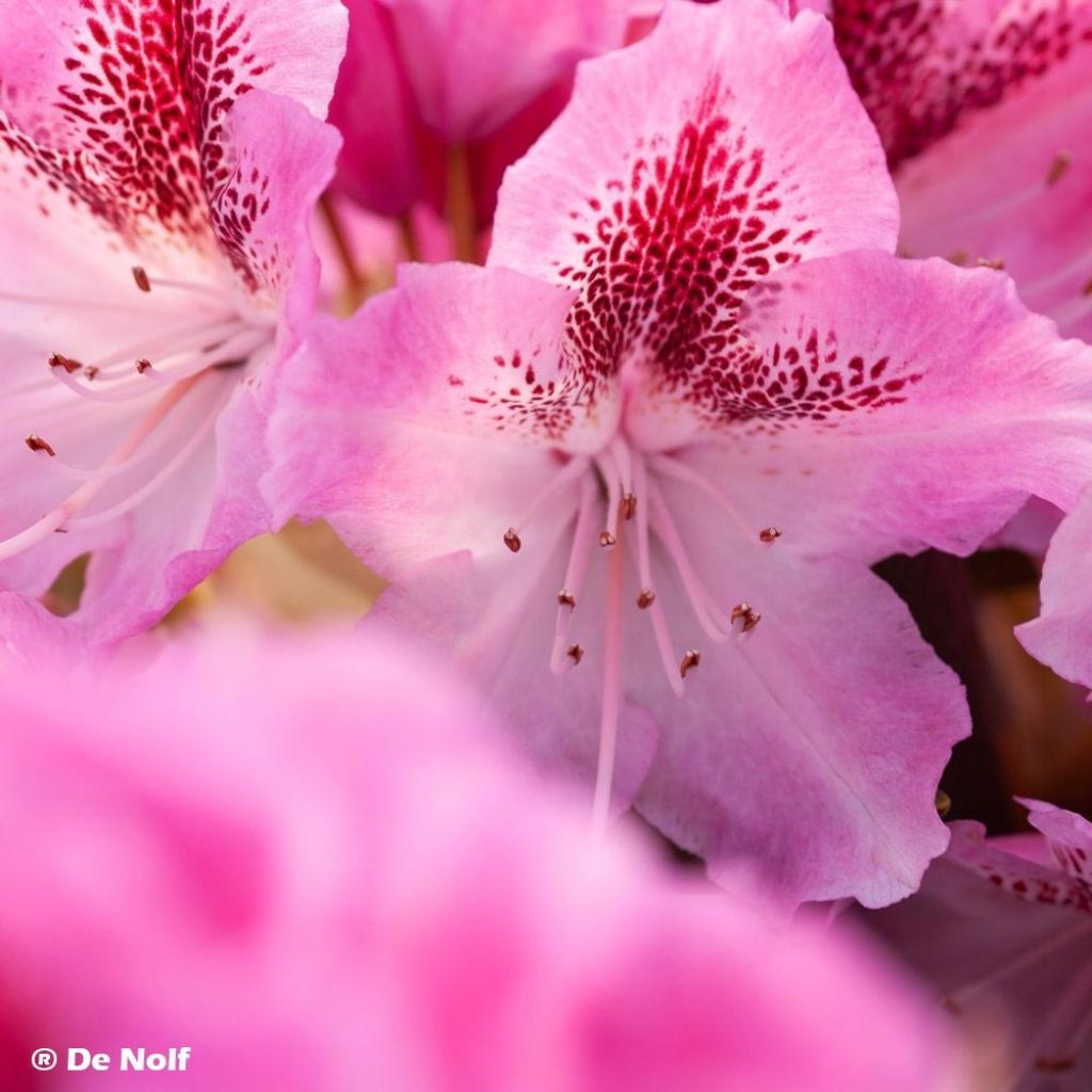 Rhododendron Cosmopolitan