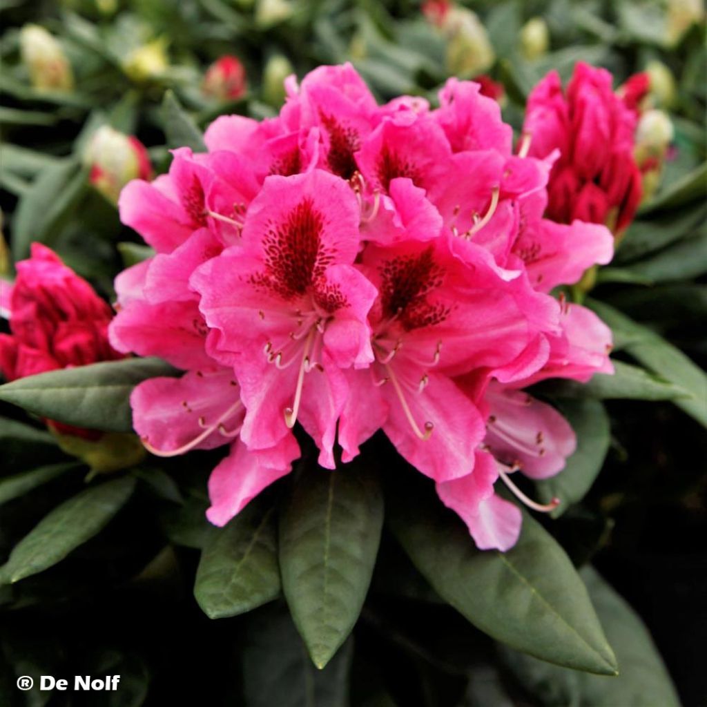 Rhododendron Cosmopolitan