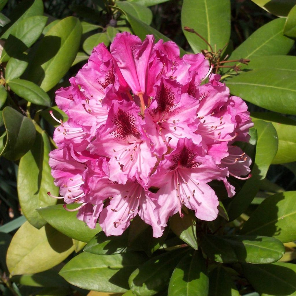 Rhododendron Cosmopolitan