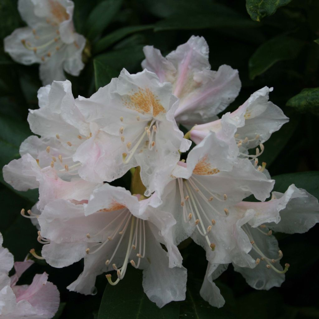 Rhododendron Cunninghams White