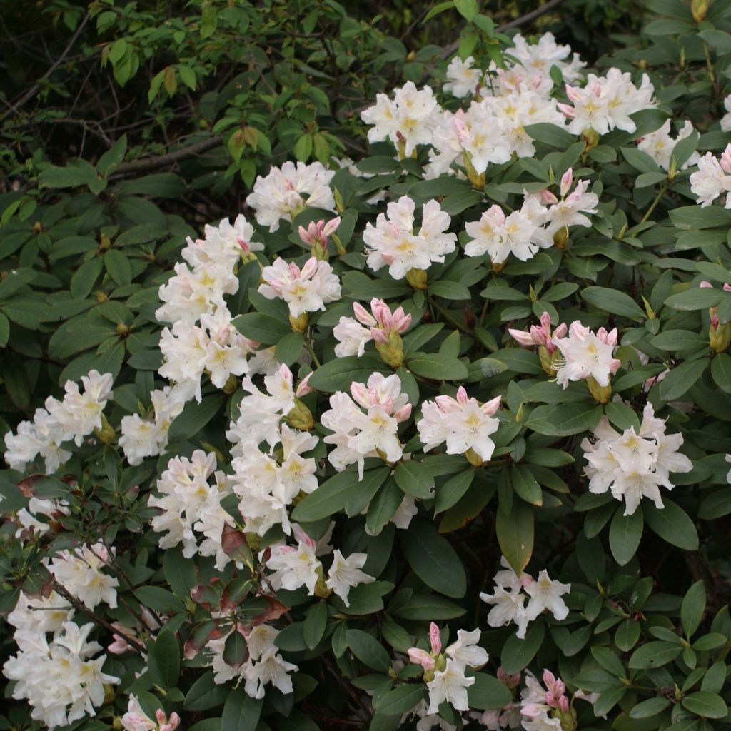 Rhododendron Cunninghams White