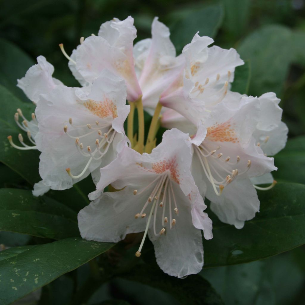 Rhododendron Cunninghams White
