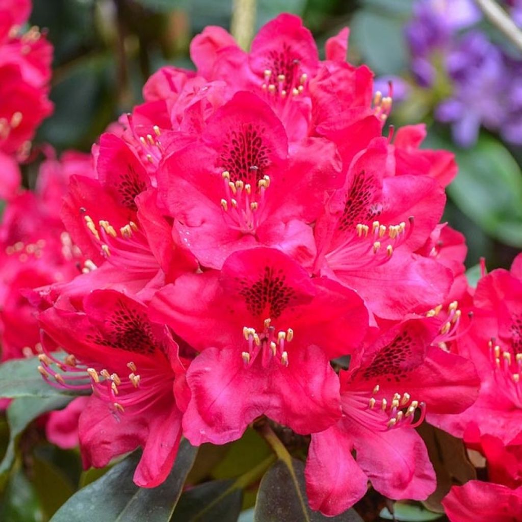 Rhododendron Elizabeth