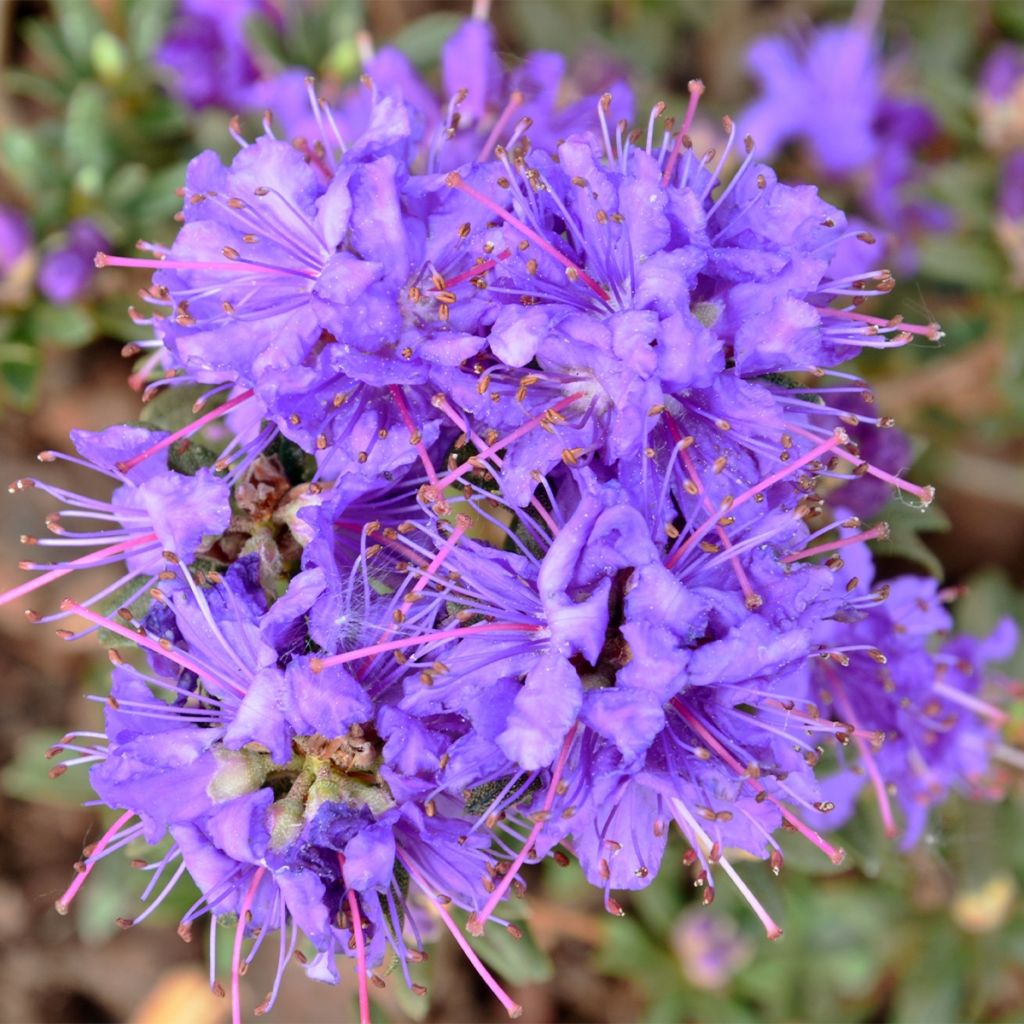Rhododendron x impeditum Gristede