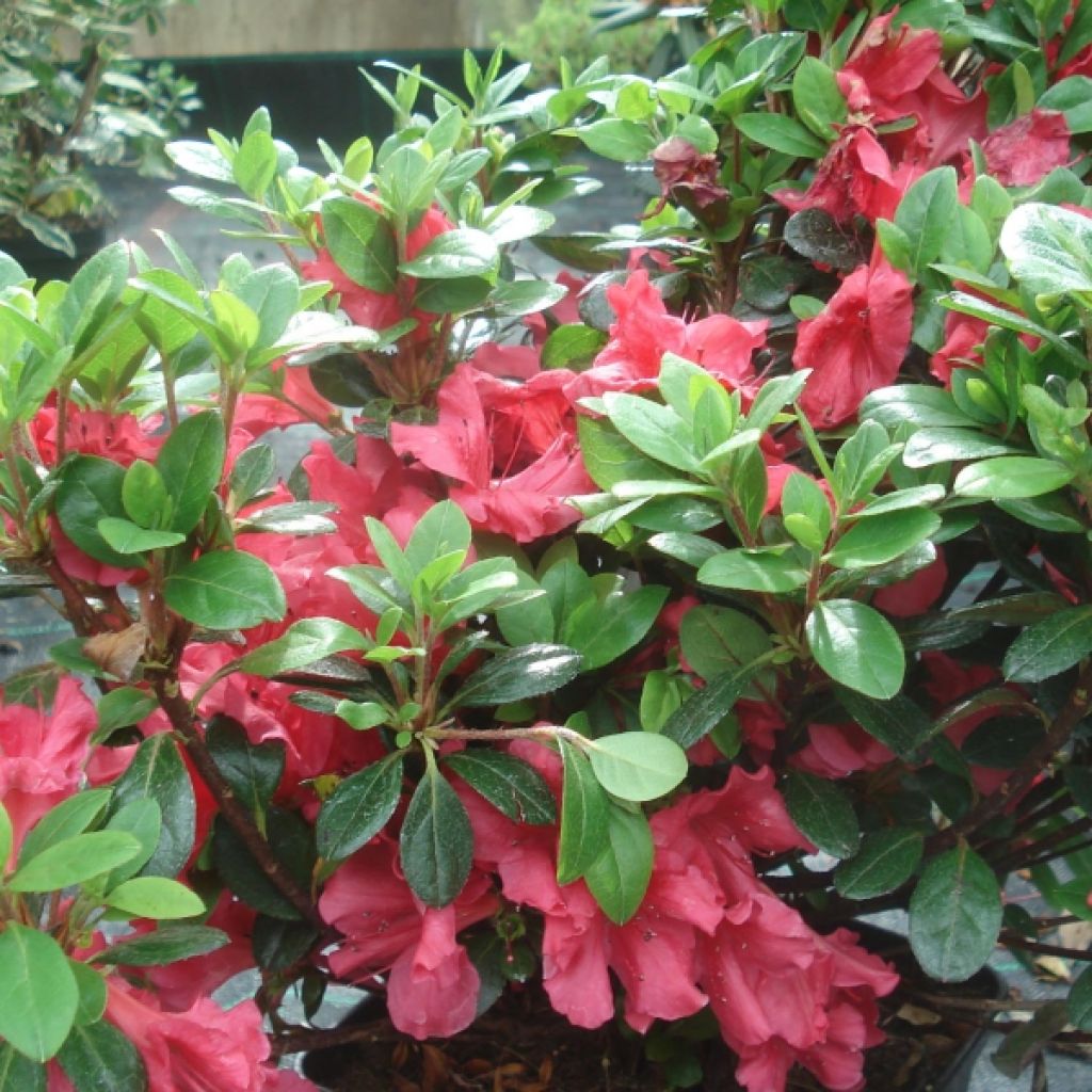Japanese azalea Johanna