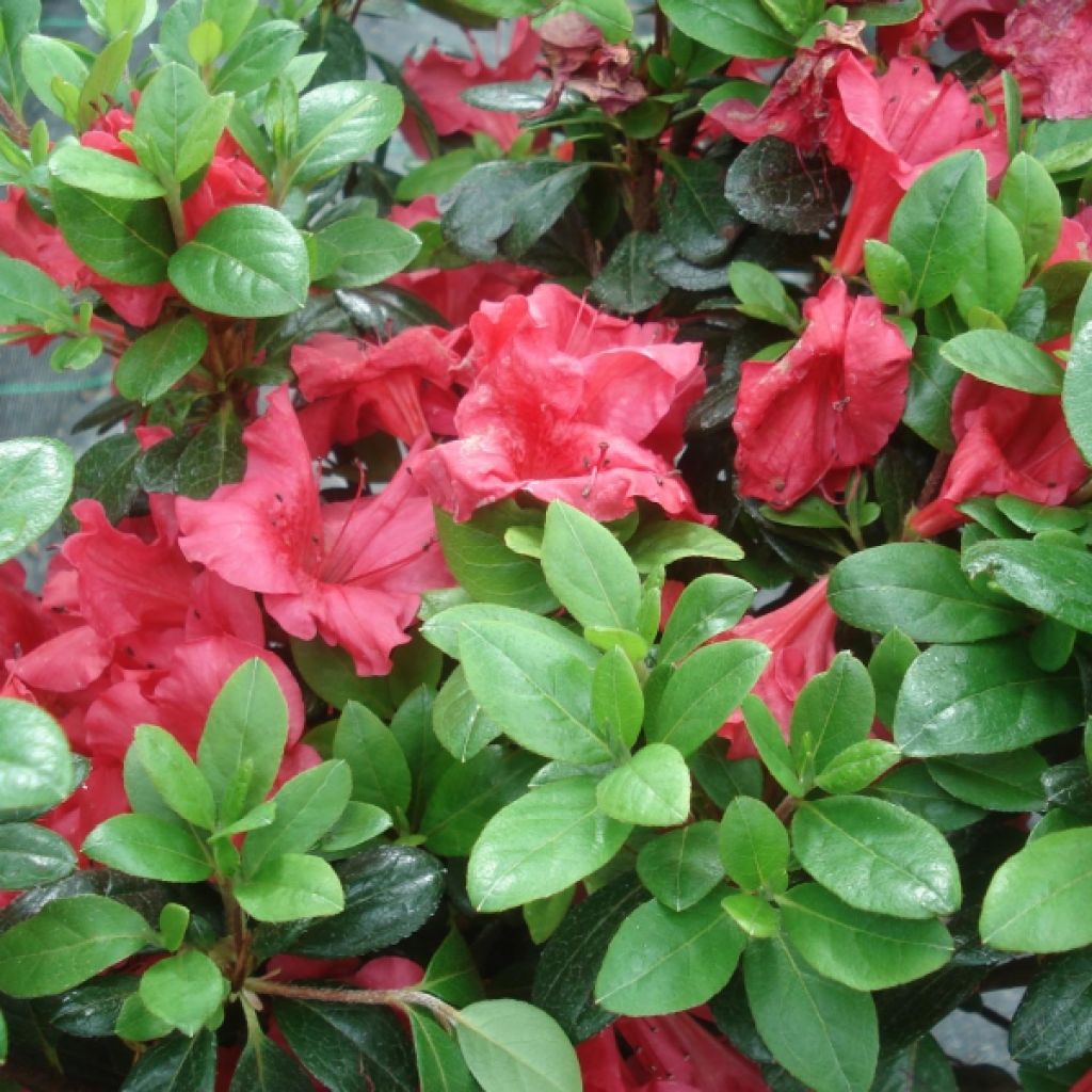 Japanese azalea Johanna