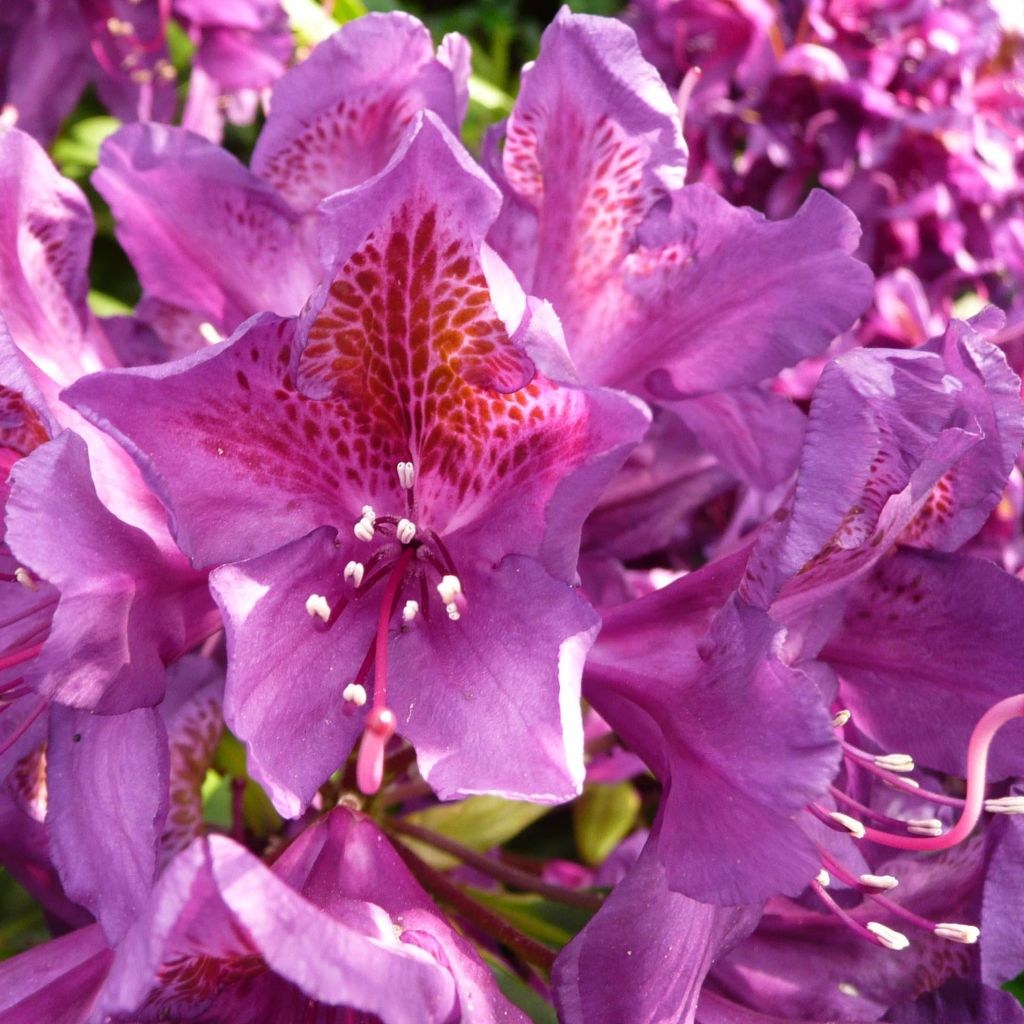 Rhododendron Monsieur Marcel Ménard