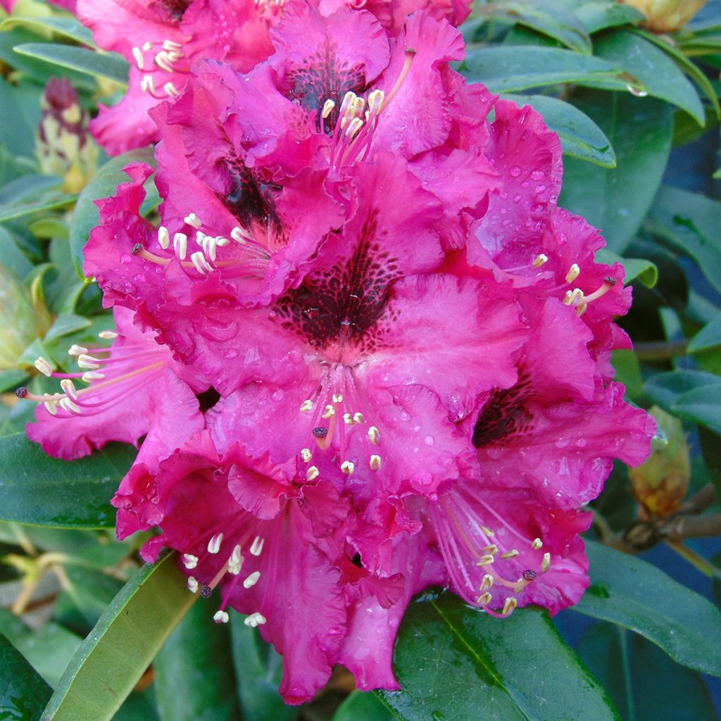 Rhododendron Marie Forte