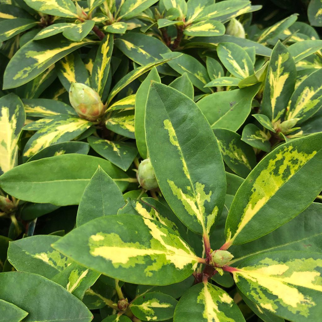 Rhododendron President Roosevelt