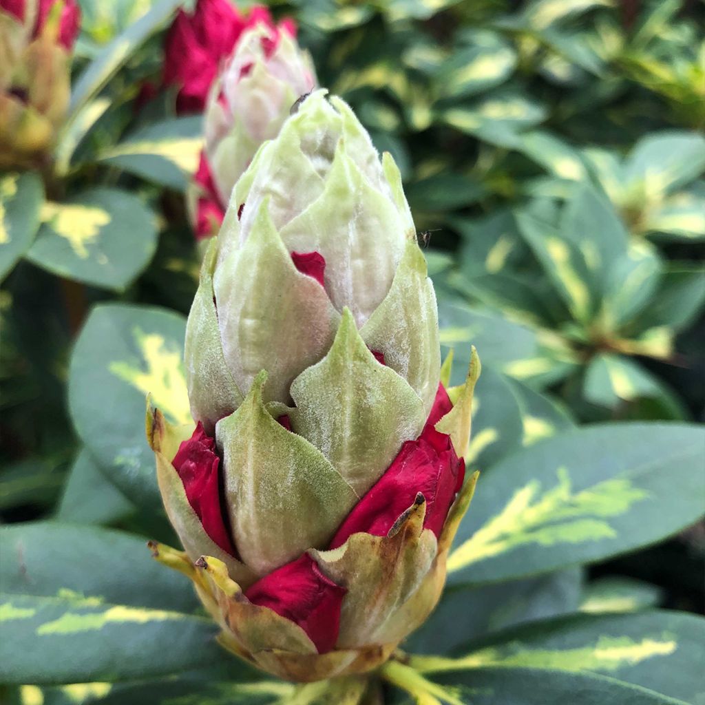 Rhododendron President Roosevelt