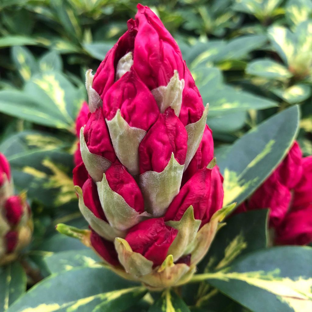 Rhododendron President Roosevelt