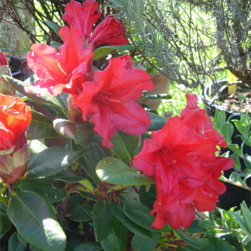 Rhododendron Scarlet Wonder