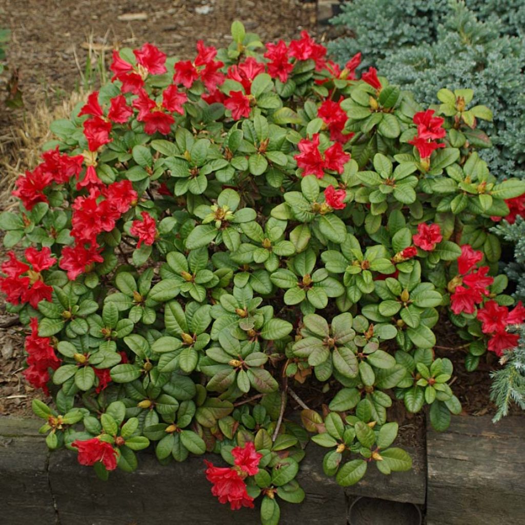 Rhododendron Scarlet Wonder