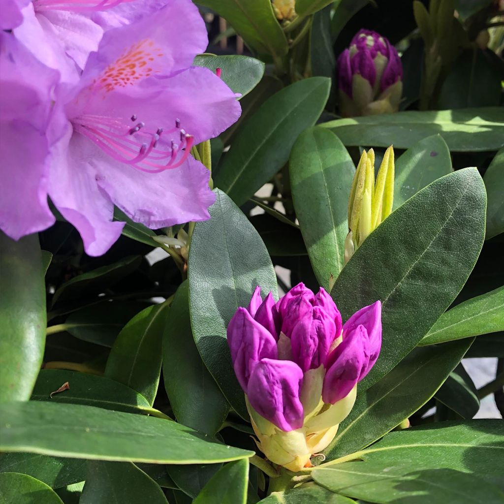 Rhododendron catawbiense Grandiflorum - Large-flowered rhododendron