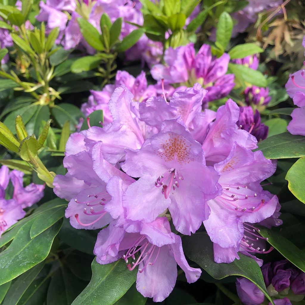 Rhododendron catawbiense Grandiflorum - Large-flowered rhododendron