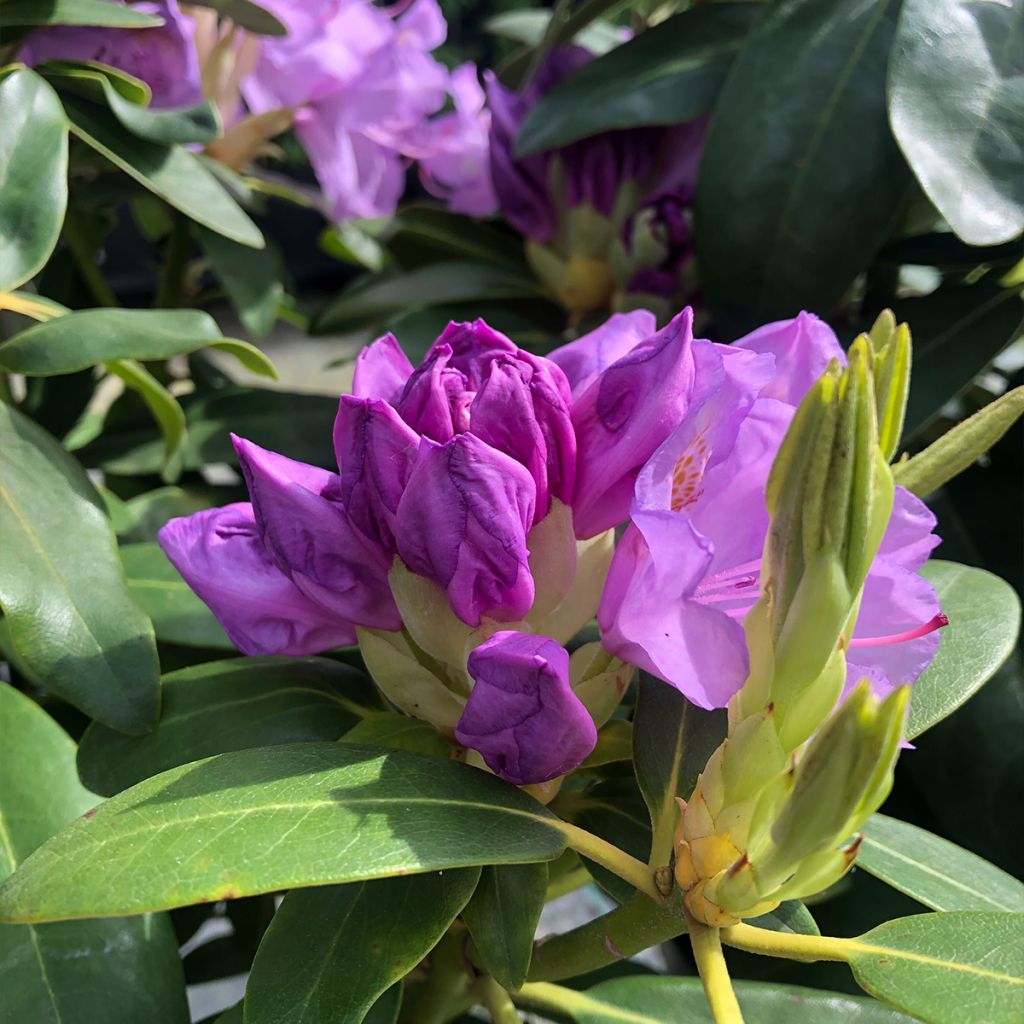 Rhododendron catawbiense Grandiflorum - Large-flowered rhododendron