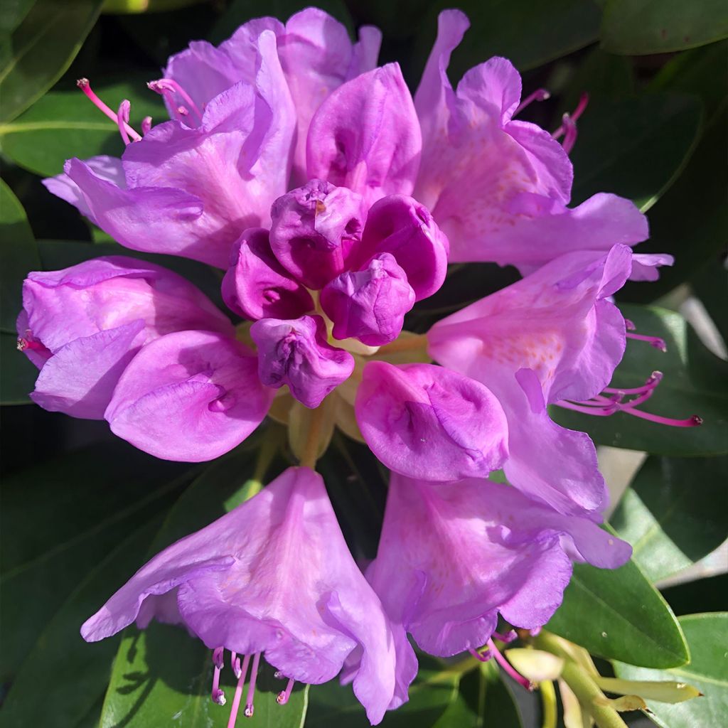 Rhododendron catawbiense Grandiflorum - Large-flowered rhododendron