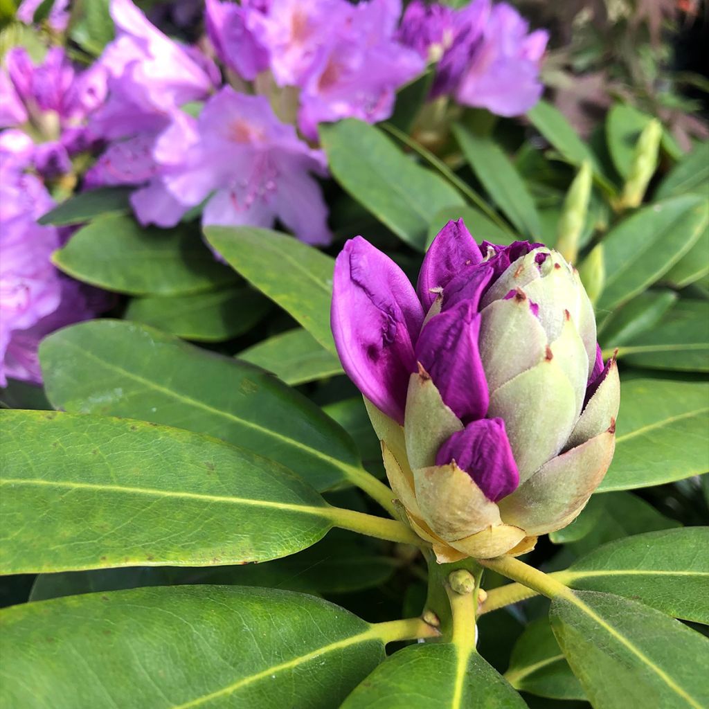 Rhododendron catawbiense Grandiflorum - Large-flowered rhododendron