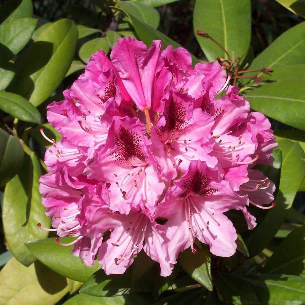 Rhododendron Cosmopolitan