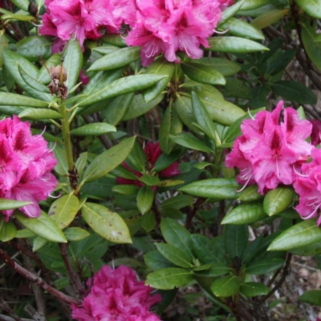 Rhododendron Cosmopolitan
