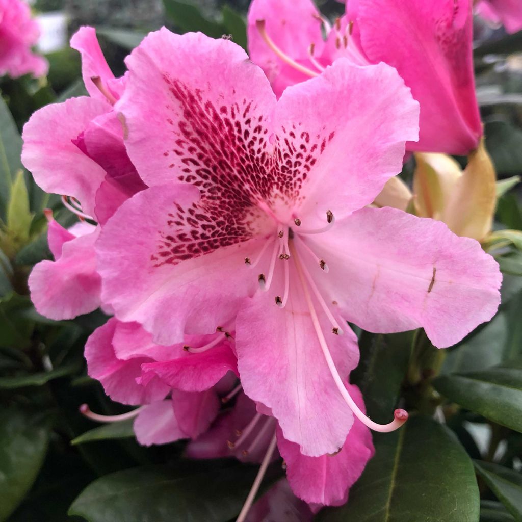 Rhododendron Cosmopolitan