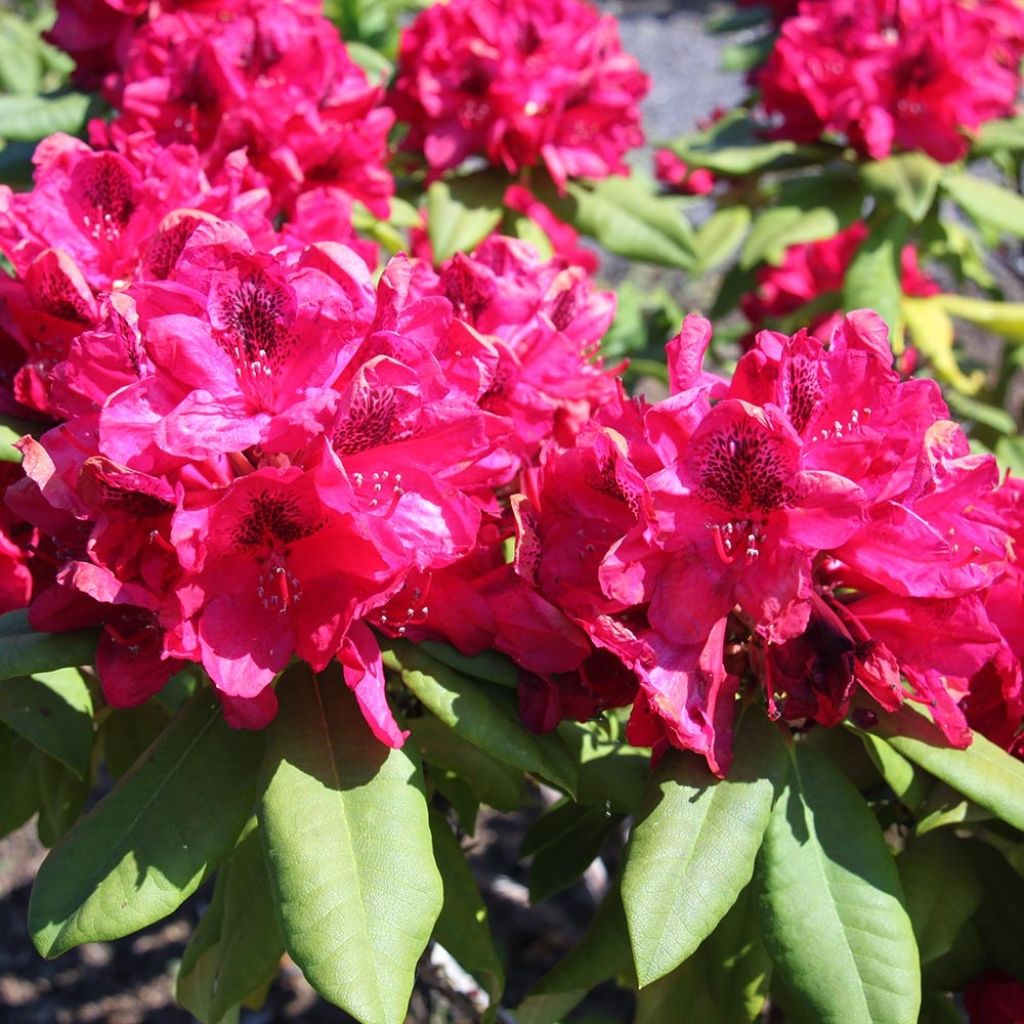 Rhododendron Lord Roberts