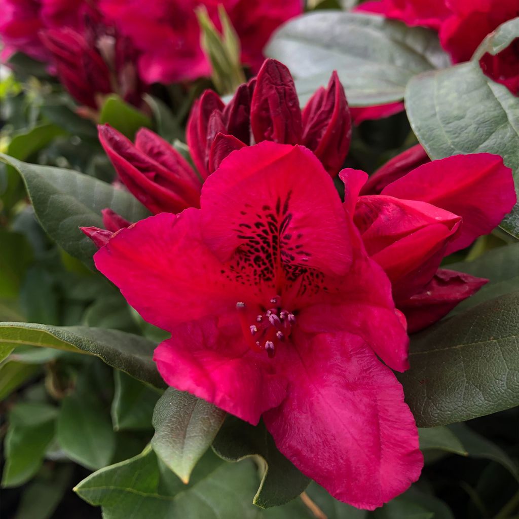 Rhododendron Lord Roberts