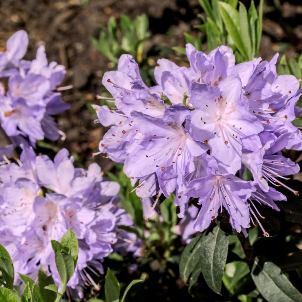 Rhododendron (x) impeditum Ramapo