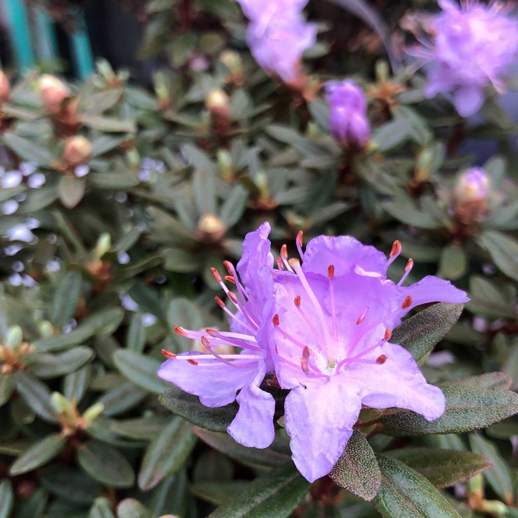 Dwarf Rhododendron - Rhododendron impeditum