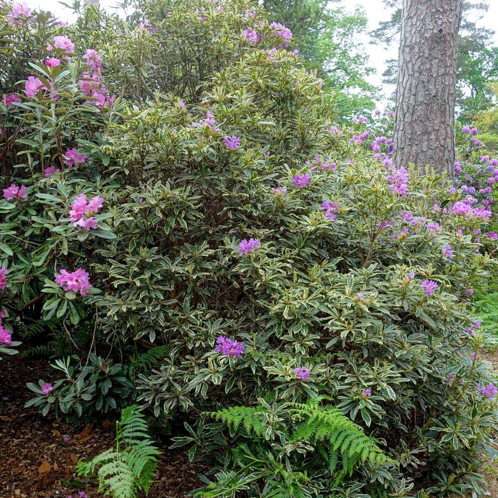 Rhododendron ponticum Variegatum