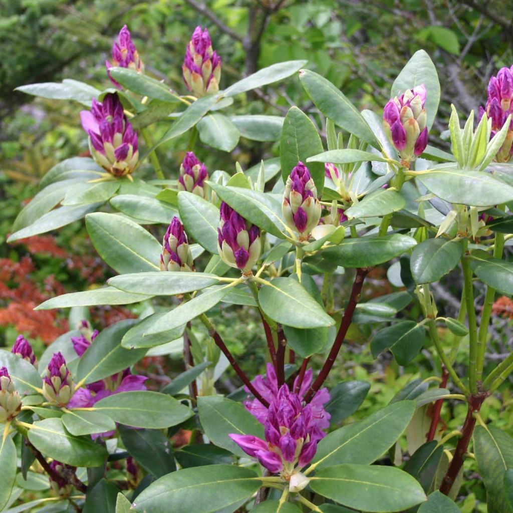 Rhododendron ponticum
