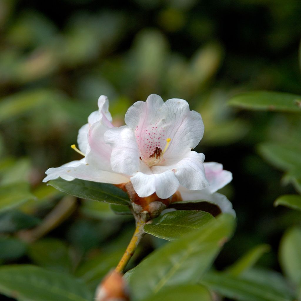 Rhododendron tsariense