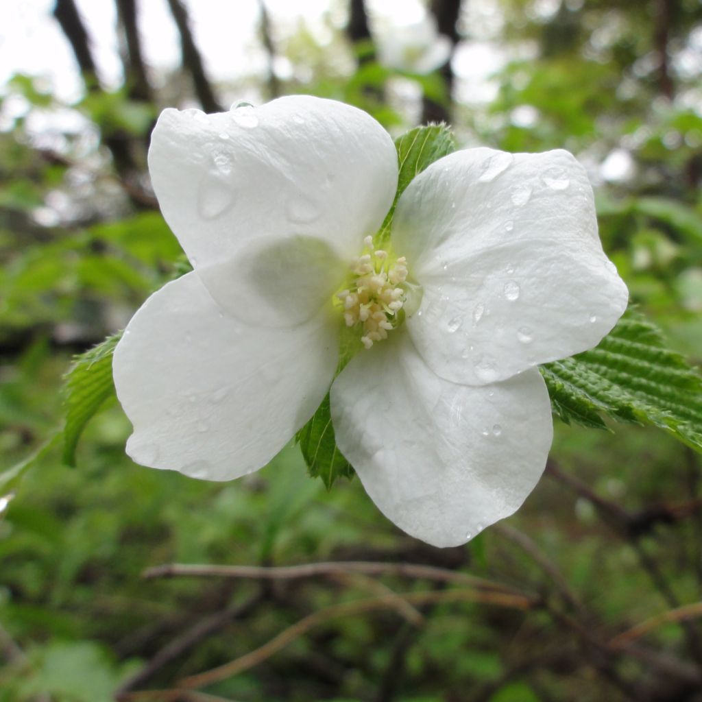 Rhodotypos scandens