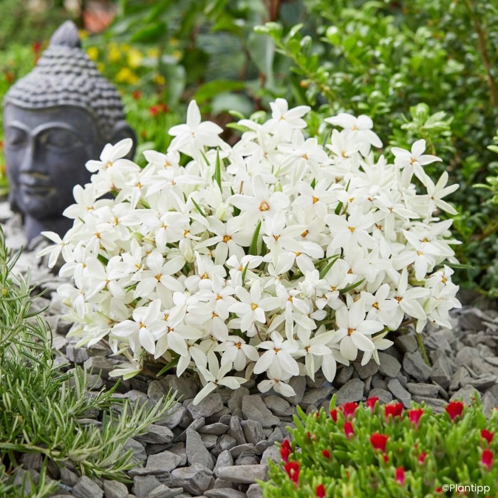 Rhodoxis hybrida Fairy Snow 