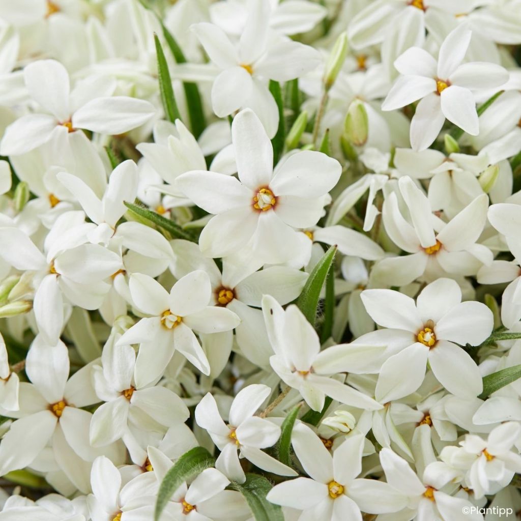 Rhodoxis hybrida Fairy Snow 