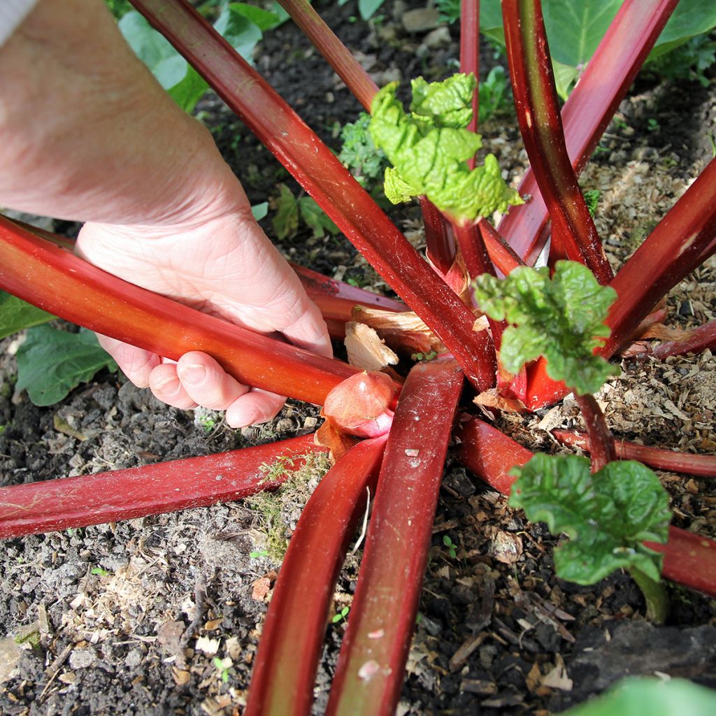 Frambozen Rood Rhubarb