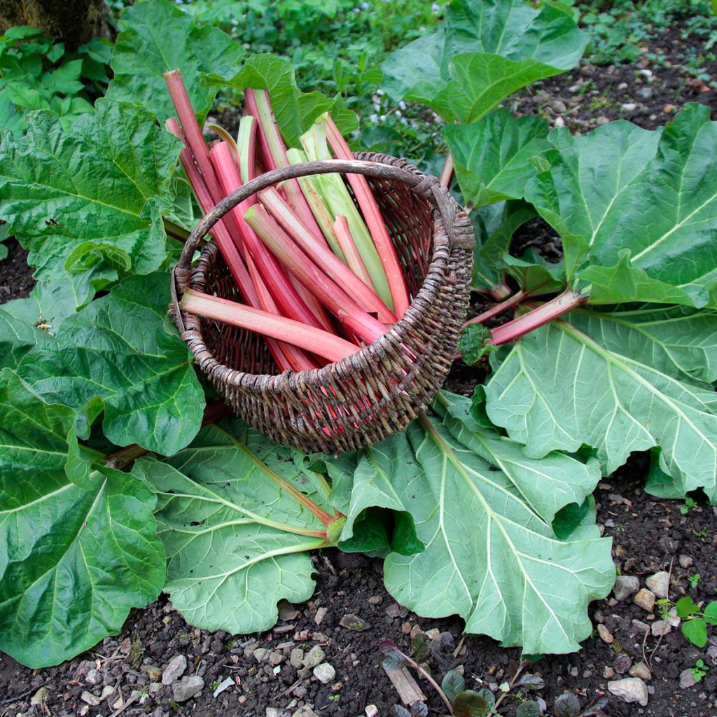 Frambozen Rood Rhubarb