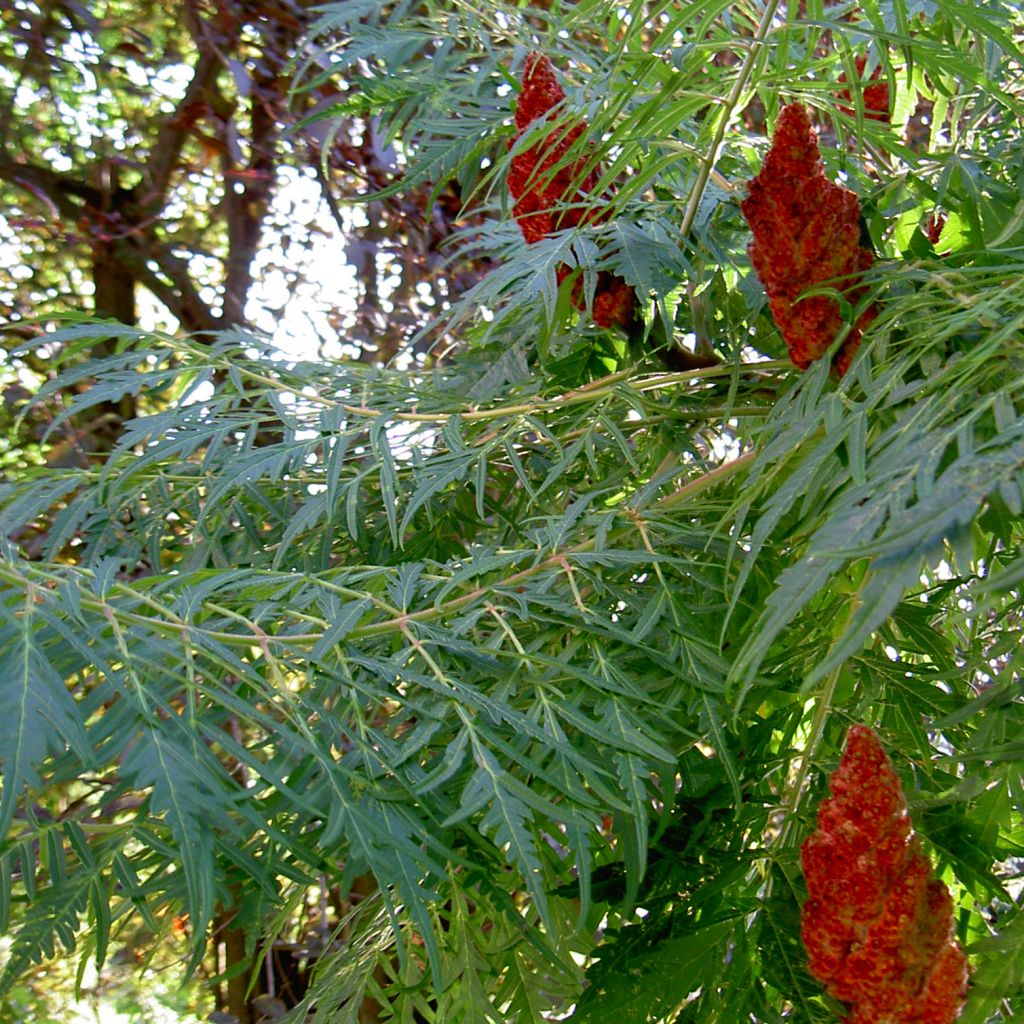 Rhus glabra Laciniata - Fern-leaved Sumach