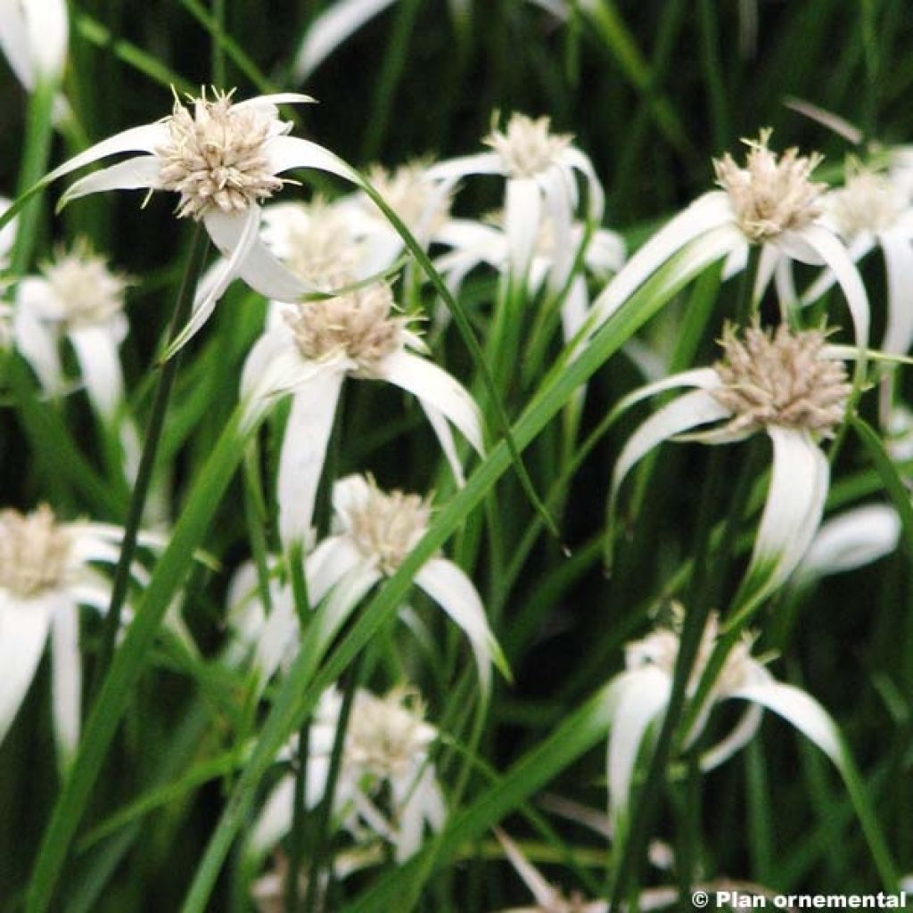 Rhynchospora colorata - White Star Sedge