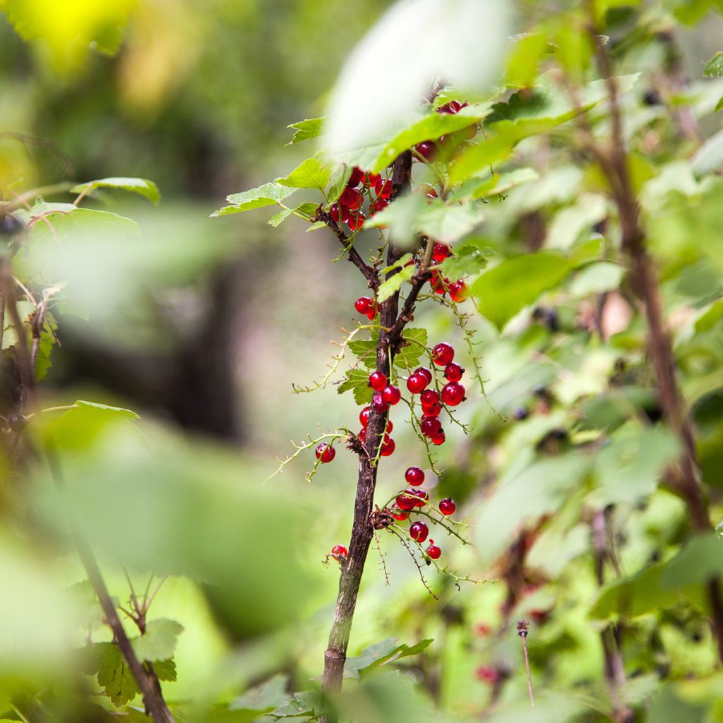 Ribes alpinum - Alpine Currant