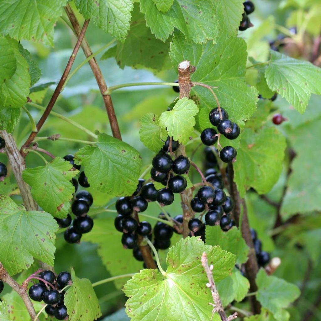 Blackcurrant Little Black Sugar - Ribes nigrum