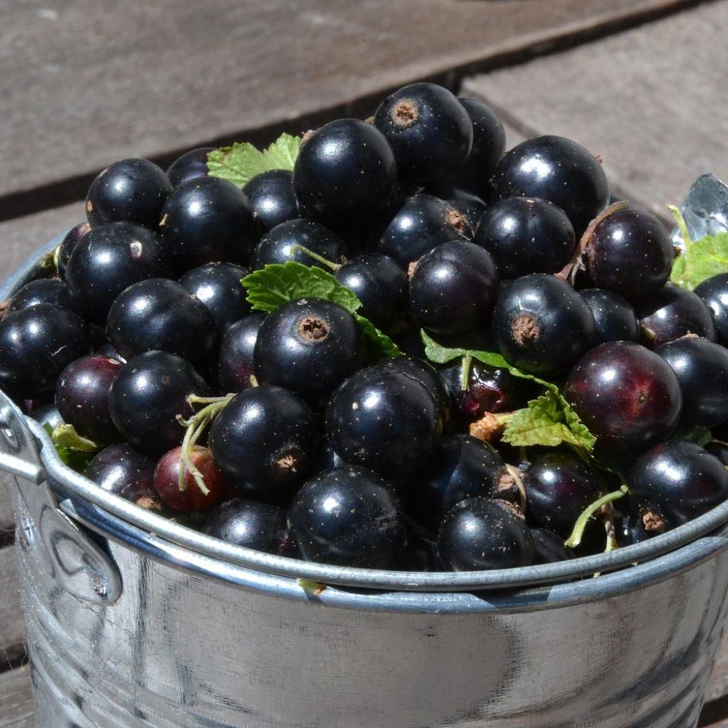 Blackcurrant Little Black Sugar - Ribes nigrum