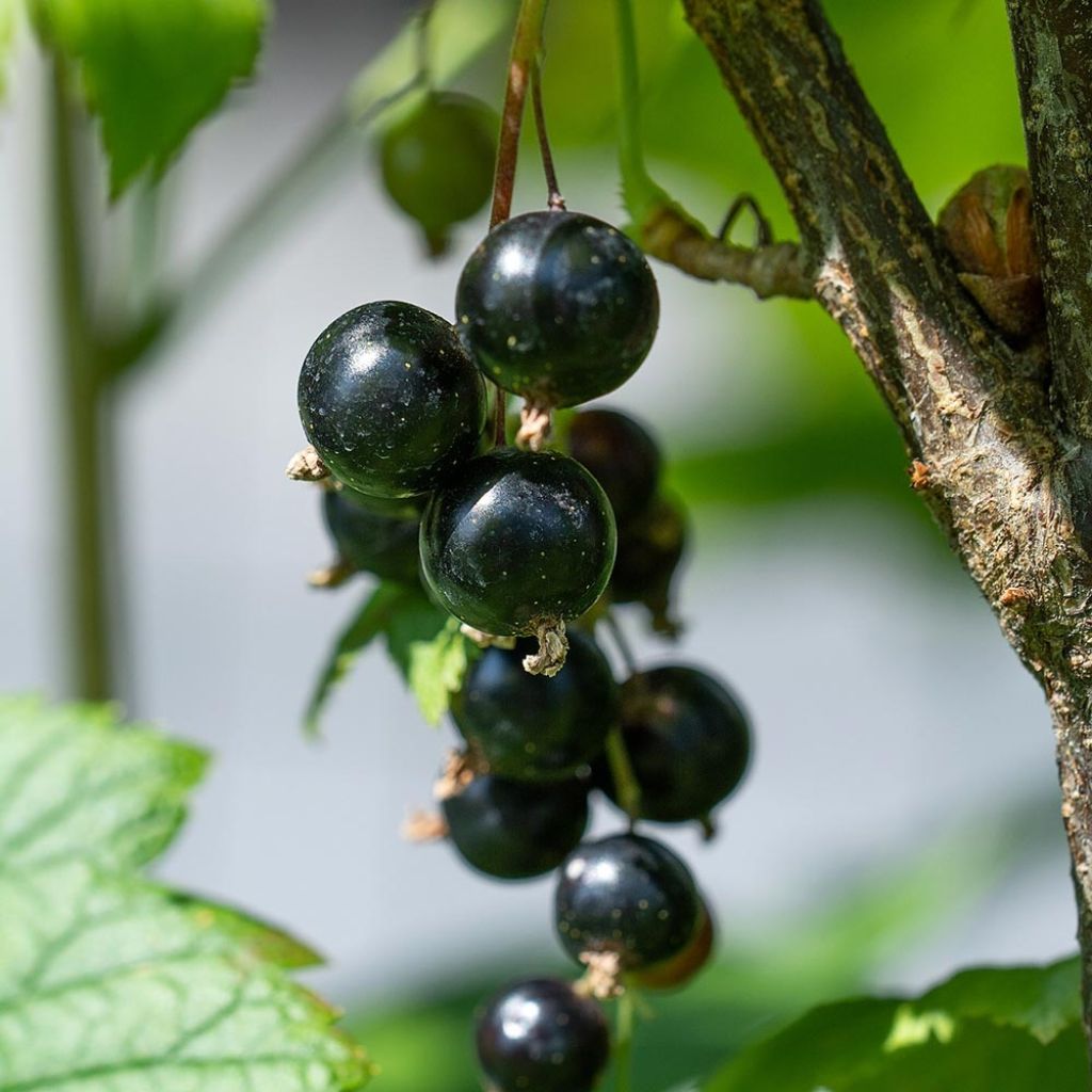 Blackcurrant Little Black Sugar - Ribes nigrum