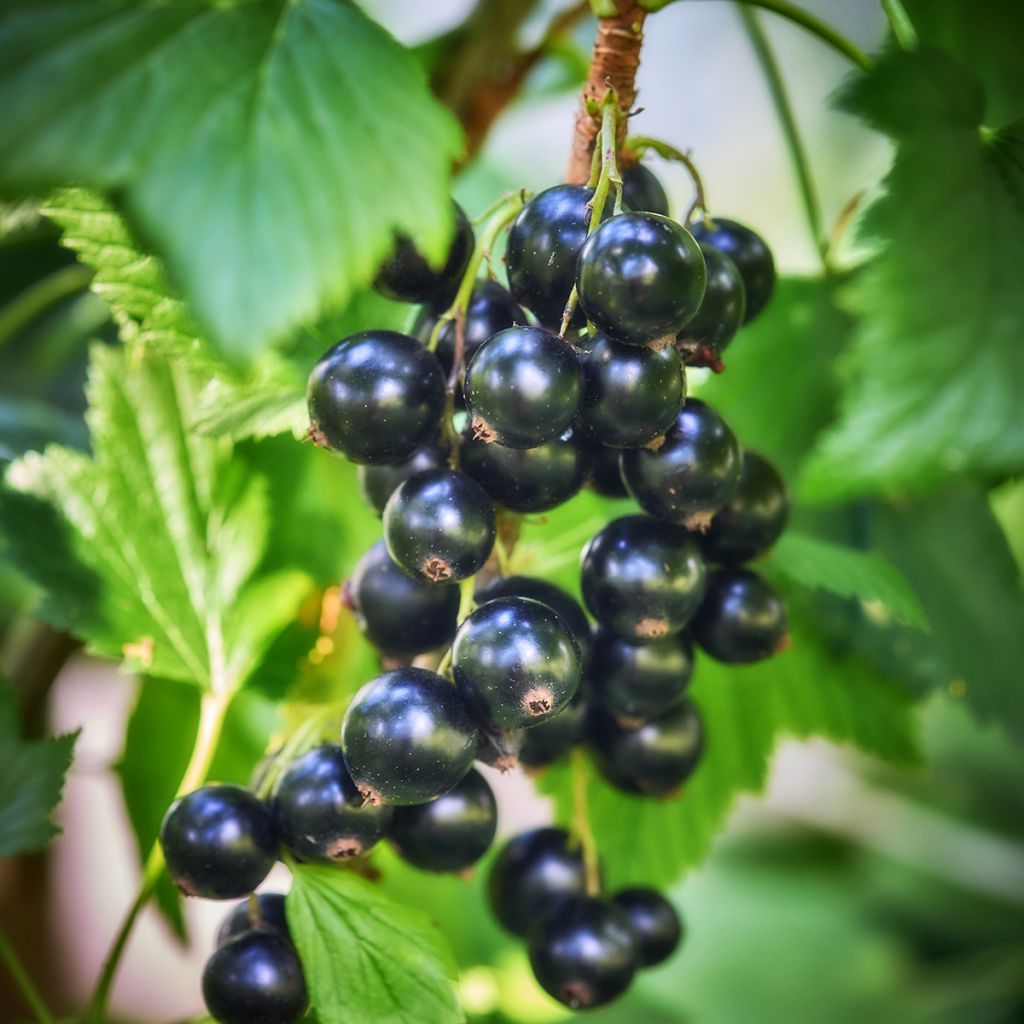 Blackcurrant Triton - Ribes nigrum