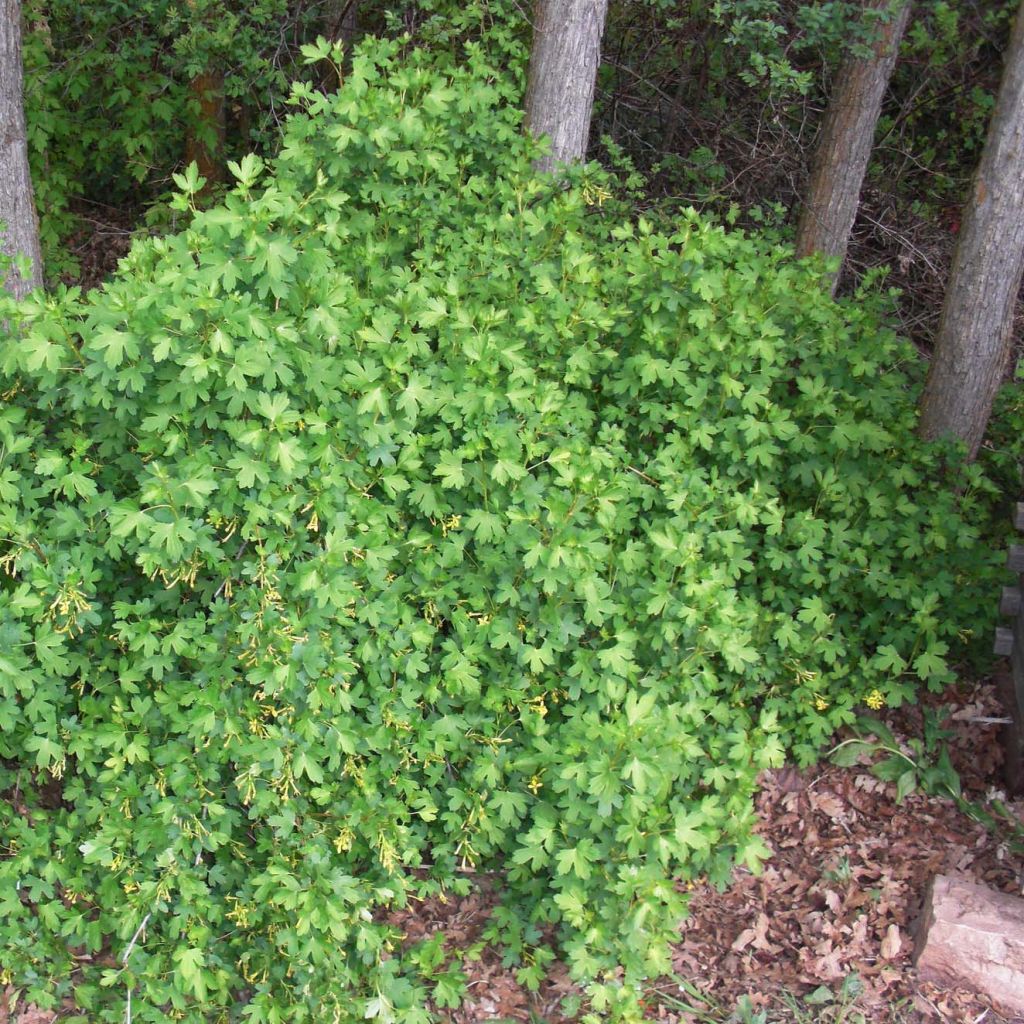 Ribes odoratum - Golden Currant