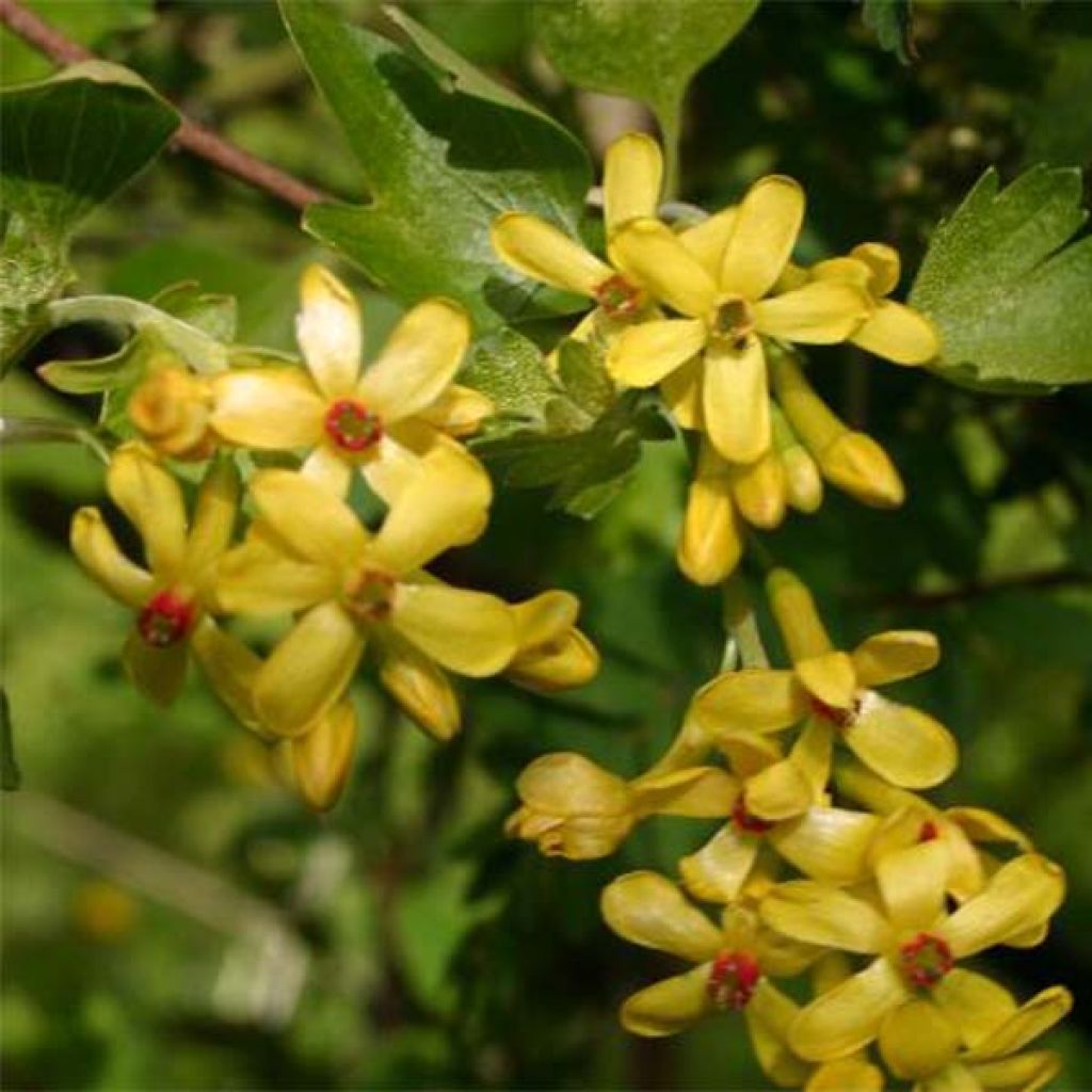 Ribes odoratum - Golden Currant