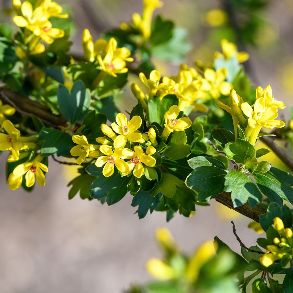 Ribes odoratum - Golden Currant